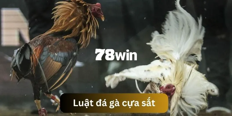 Đá Gà Cựa Sắt - Trải Nghiệm Các Trận Đối Kháng Sôi Động 3 Nắm chắc luật chơi trước khi vào trải nghiệm