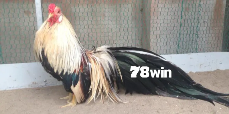 Gà Chuối - Review Chi Tiết Về Dòng Kê Chiến Ấn Tượng 3 Hiểu đa dạng loại kê chuối để chọn lựa hiệu quả